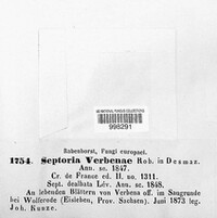 Septoria verbenae image